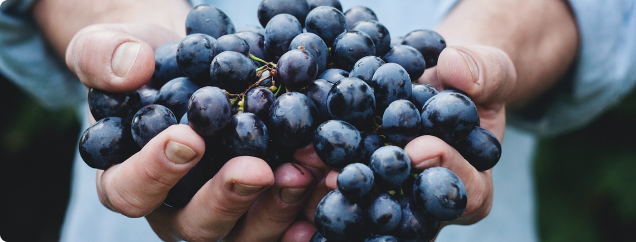 Mains tenant du raisin